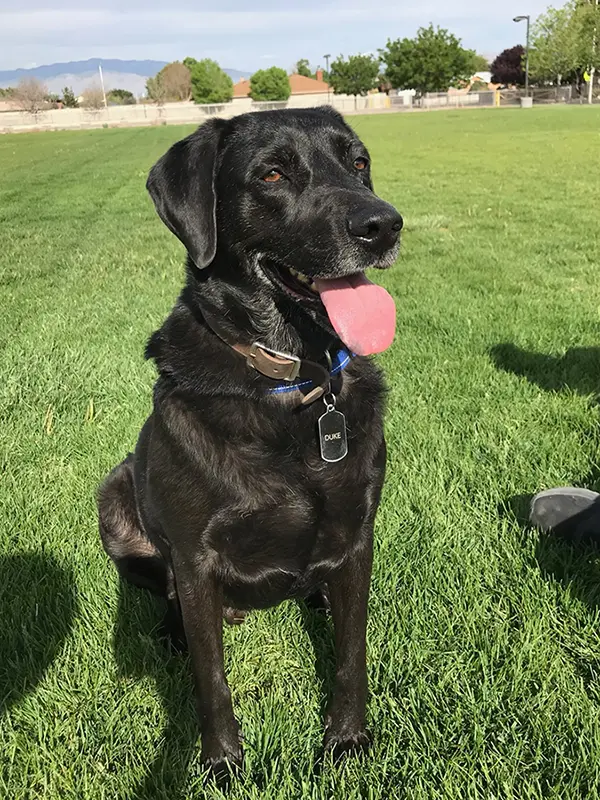 Kennel and Pet Boarding The Pet Resort at Lake Conroe